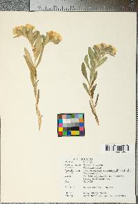 Lithospermum canescens image