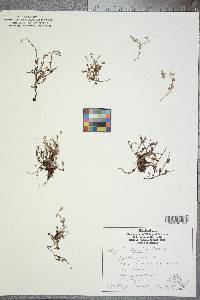 Myosotis discolor image