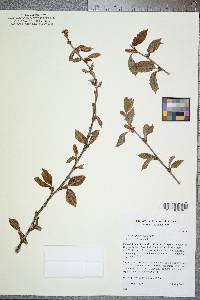 Betula alleghaniensis image