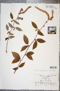 Betula alleghaniensis image