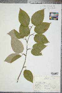 Betula lenta image