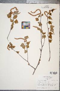 Betula populifolia image