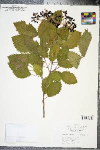 Viburnum dentatum var. lucidum image