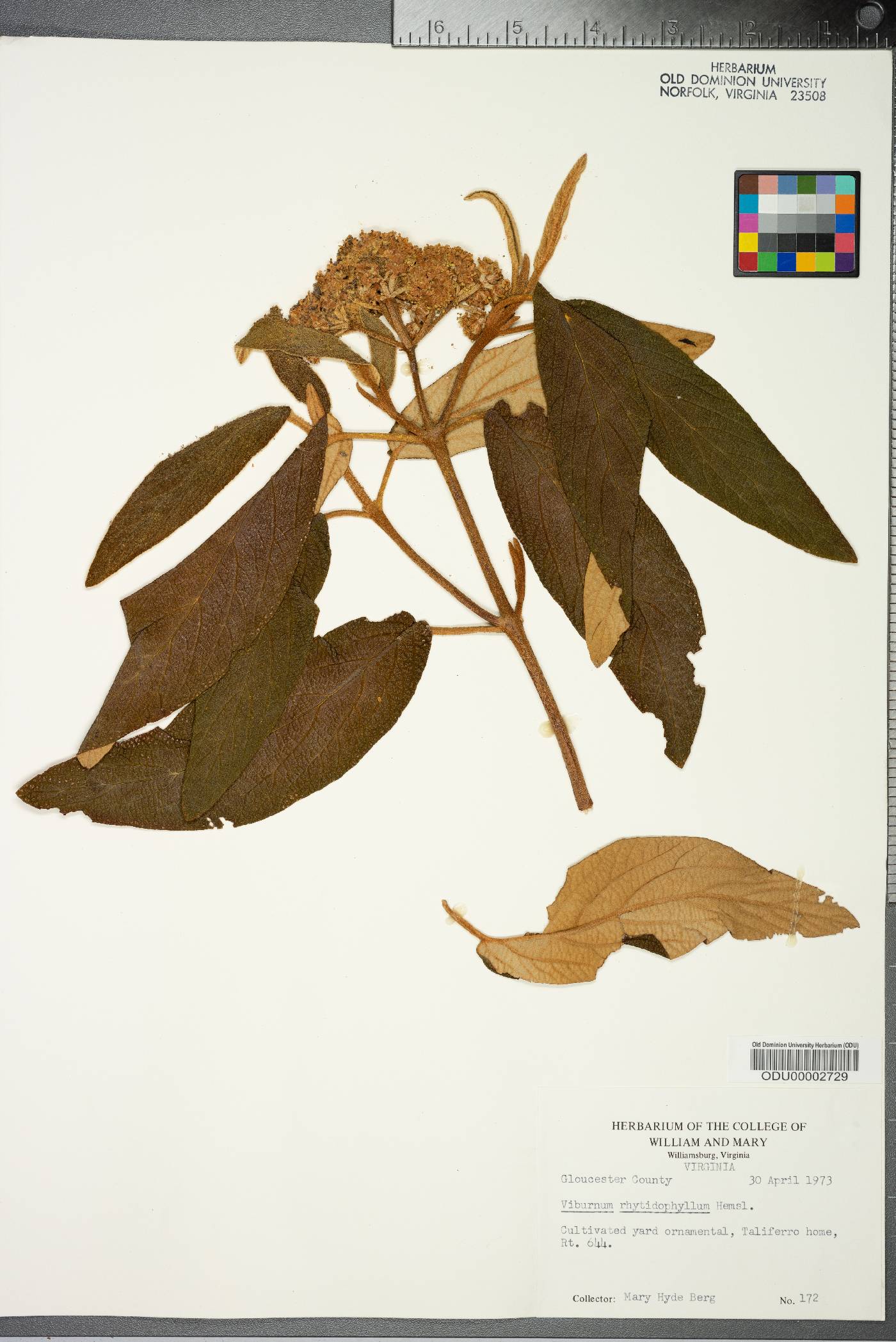 Viburnum rhytidophyllum image