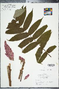 Rhus typhina image