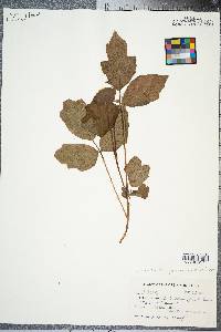 Toxicodendron pubescens image