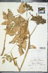 Angelica triquinata image