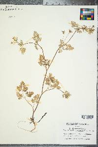 Chaerophyllum procumbens image