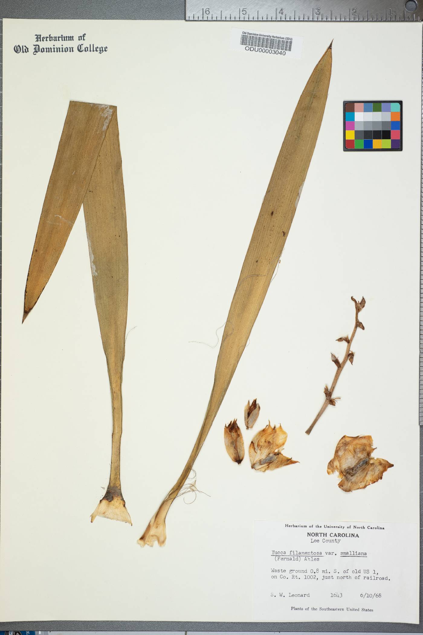 Yucca flaccida image