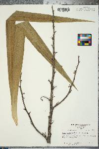 Yucca filamentosa var. filamentosa image