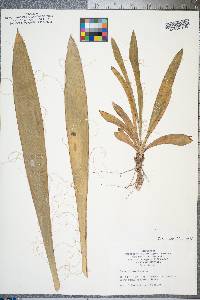 Yucca filamentosa image