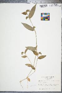 Commelina communis image