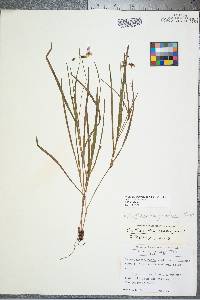 Callisia graminea image