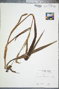 Tradescantia ohiensis image