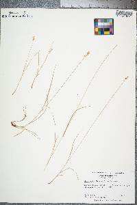 Carex retroflexa image