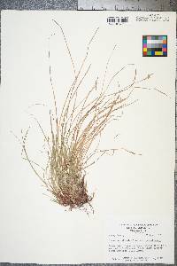 Carex pensylvanica var. pensylvanica image