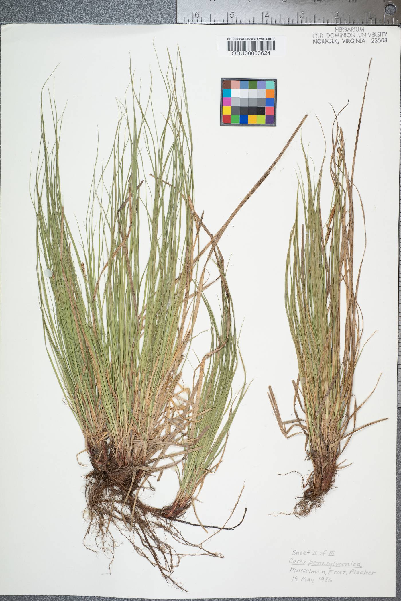 Carex pennsylvanica image