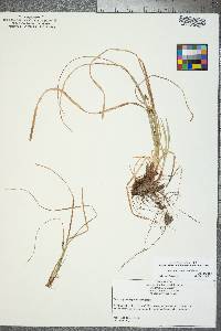 Carex nigromarginata image