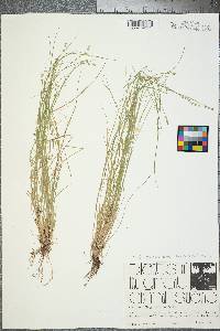 Carex retroflexa image