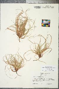 Carex tonsa image