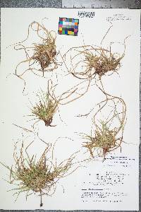 Carex tonsa image