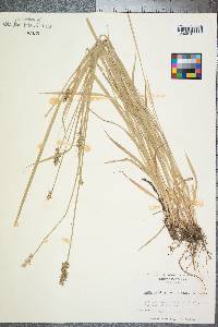 Carex laevivaginata image