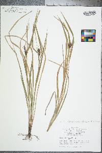 Carex lonchocarpa image