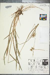 Carex lonchocarpa image