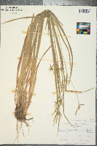 Carex lonchocarpa image