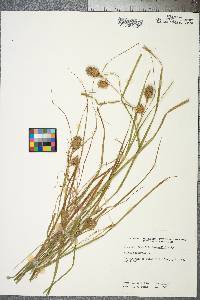 Carex squarrosa image