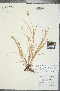 Carex sparganioides image