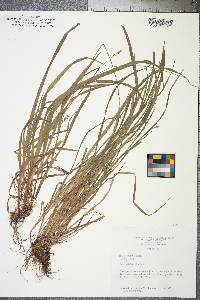 Carex styloflexa image