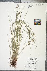 Carex swanii image