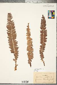 Polystichum lonchitis image