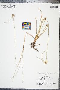 Rhynchospora colorata image
