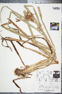 Rhynchospora corniculata image