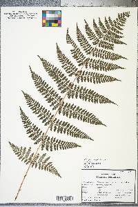 Dryopteris campyloptera image