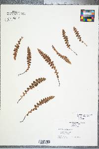 Ceterach officinarum image