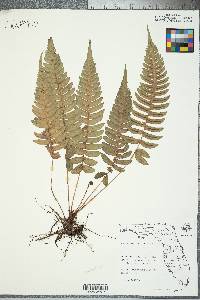 Blechnum occidentale image