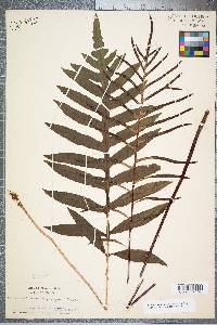 Woodwardia angustifolia image