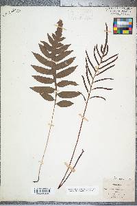 Woodwardia angustifolia image