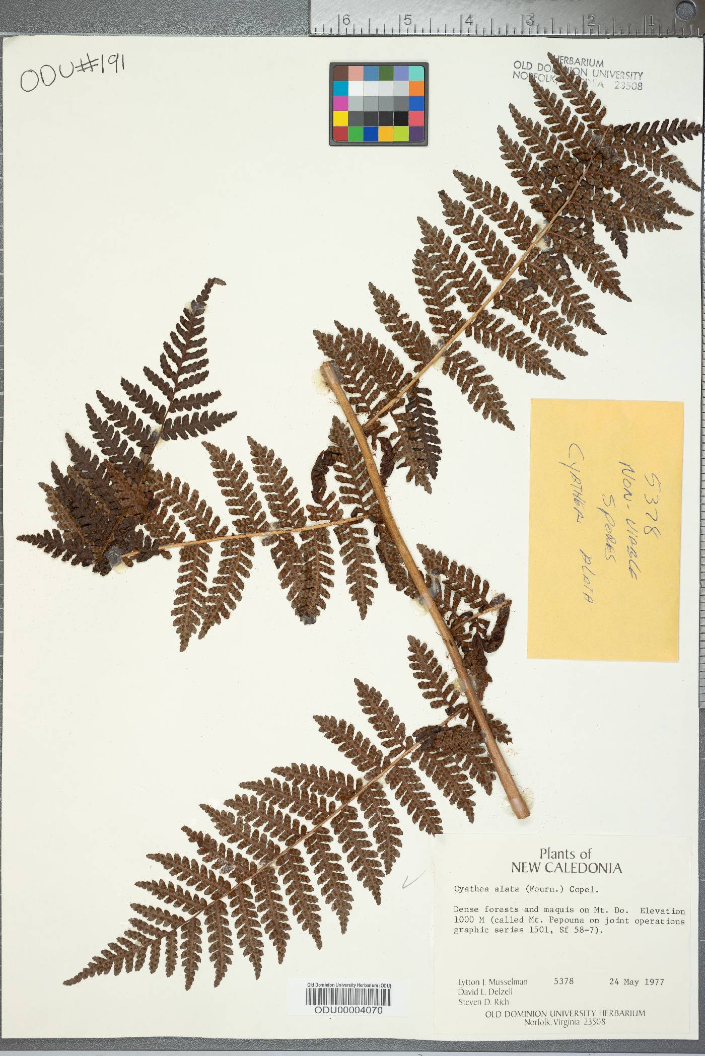 Cyathea alata image