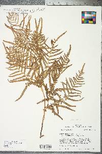 Pteridium aquilinum subsp. pseudocaudatum image