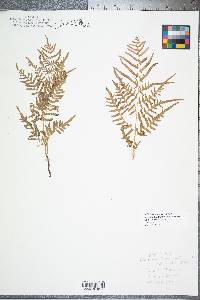 Pteridium aquilinum subsp. pseudocaudatum image