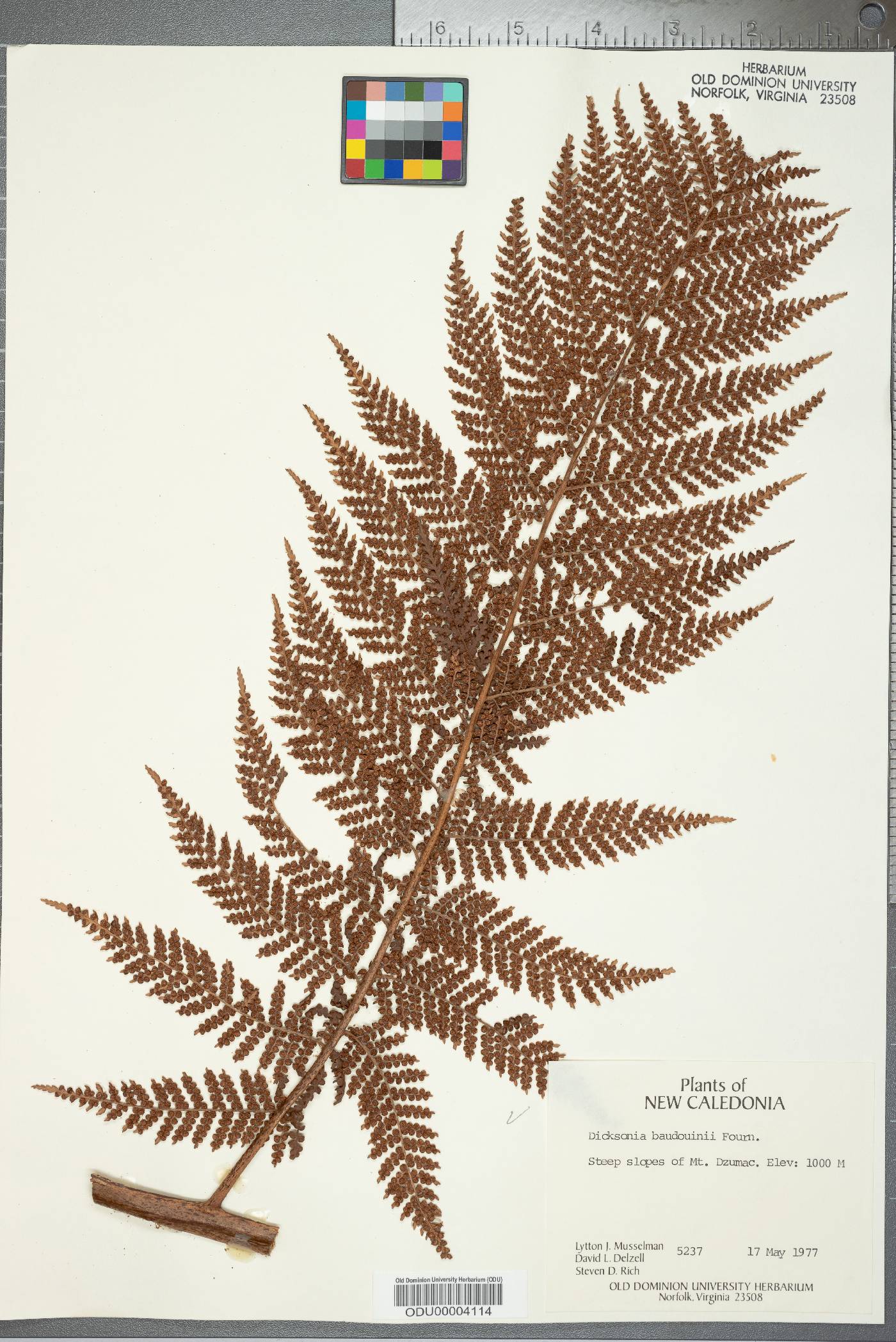 Dicksonia baudouinii image