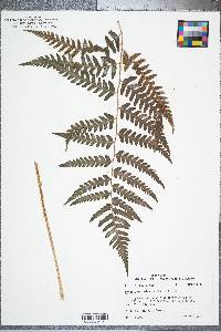 Dryopteris celsa image