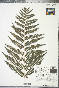 Dryopteris celsa image