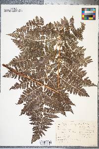 Dryopteris campyloptera image