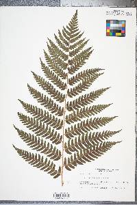 Dryopteris celsa image