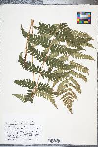 Dryopteris celsa image